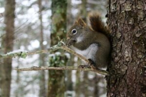 A charming close-up of a squirrel in a Moncton forest, captured during winter.