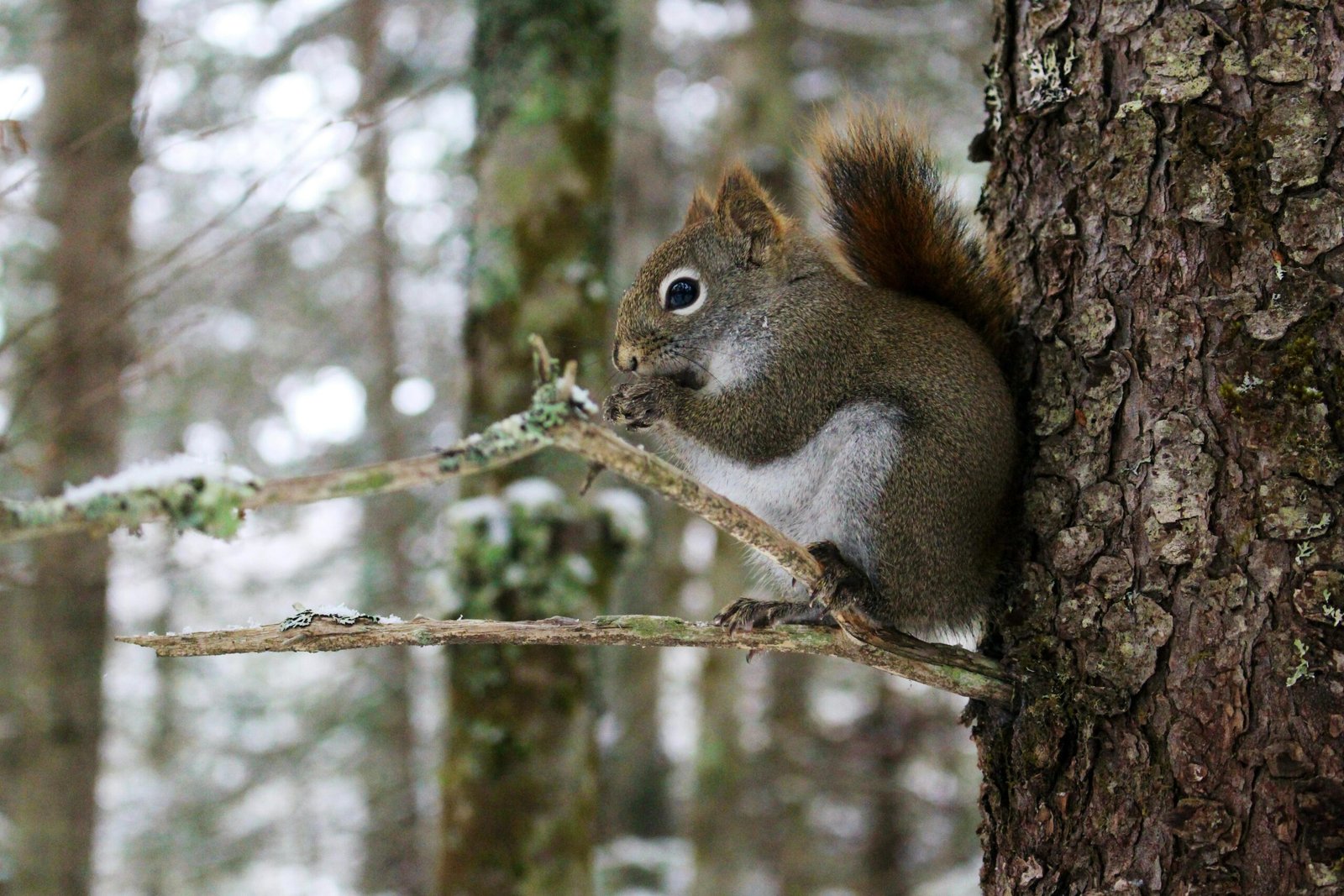 A charming close-up of a squirrel in a Moncton forest, captured during winter.