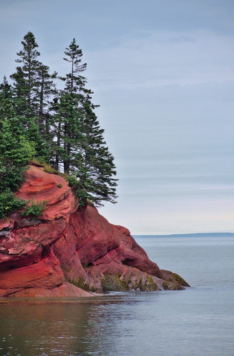 a cliff with trees on it
